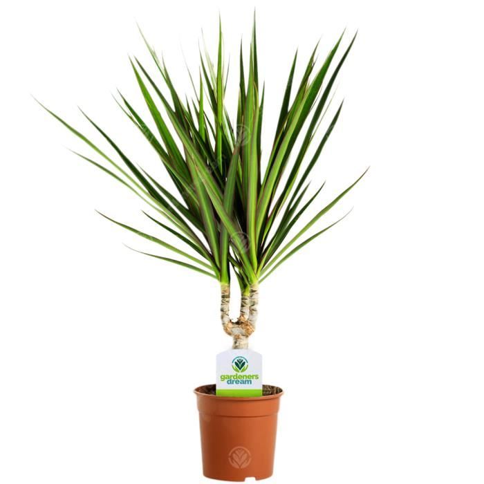 Dracaena Marginata – 1 Arbuste d'intérieur Décoratif en Pot pour la Maison ou le Bureau