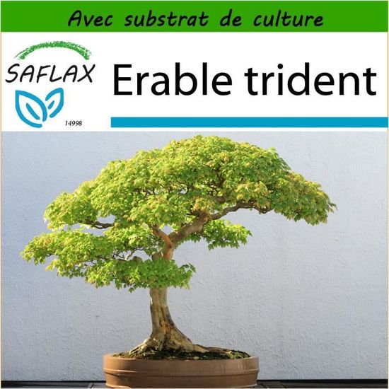 Graines Cerisier Du Japon SAFLAX - 30 Graines + Substrat Prunus Serrulata