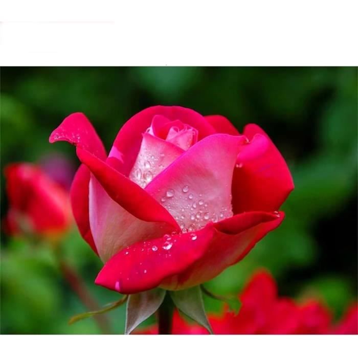 Peinture Diamant 5D Adulte Parfum Fleur - Kit Complet 30x40cm Diamond Painting Débutants Crystal DIY Pour Décoration Murale