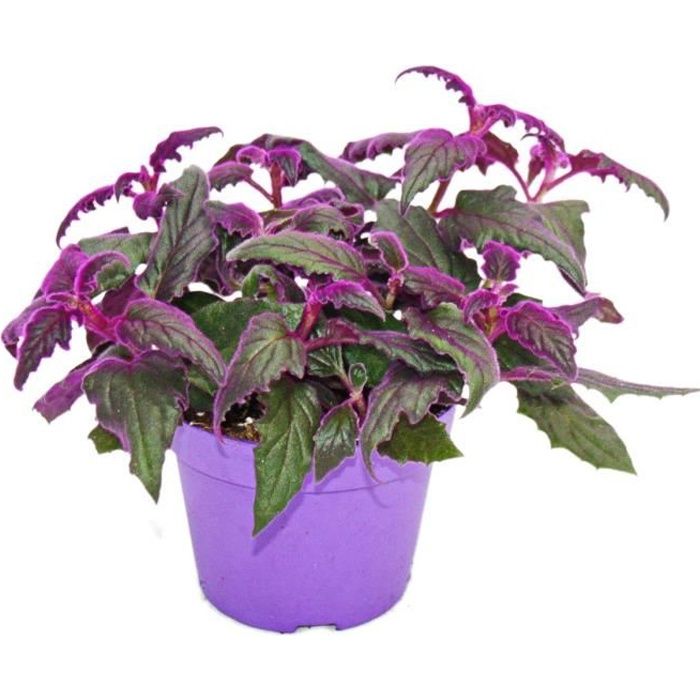Gynura Purple Passion - feuille de velours - ortie velours - plante violette  12cm - Cdiscount Maison