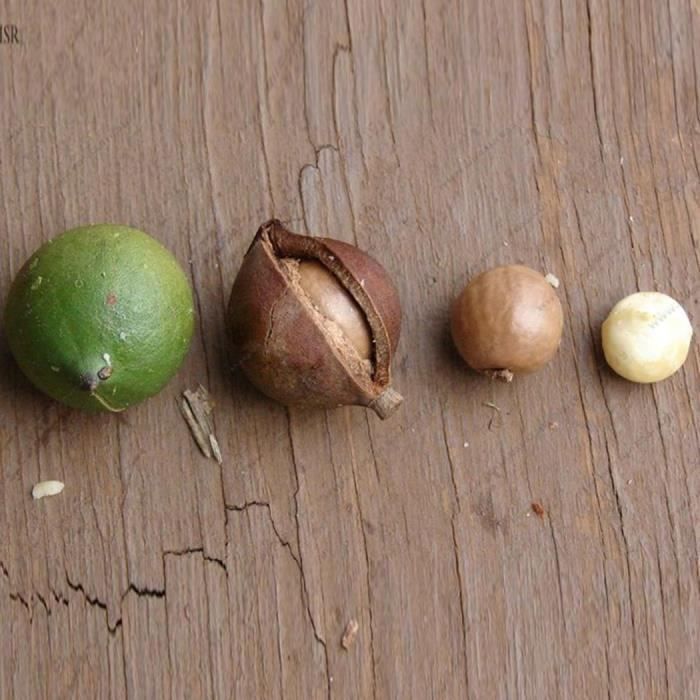 Noix de Macadamia (Macadamia integrifolia), la plus grasse des noix :  plantation, culture