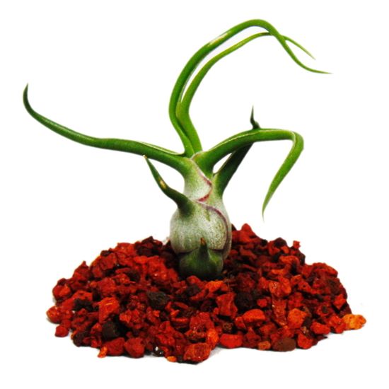 Arrangement Tillandsias Sur Racine - 5 Plantes Air - Décoration Naturelle - Hauteur 20-25cm