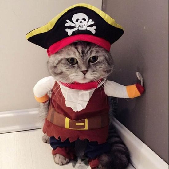 Vetement pour hotsell chat personnalisé