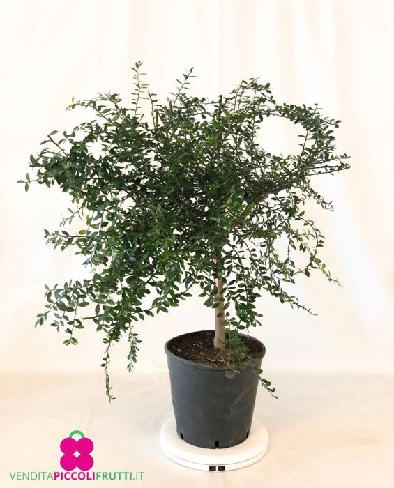 Plant de Citrus australasica ‘Rouge' Finger Lime - pot Ø 22 cm - h. 70/80 cm
