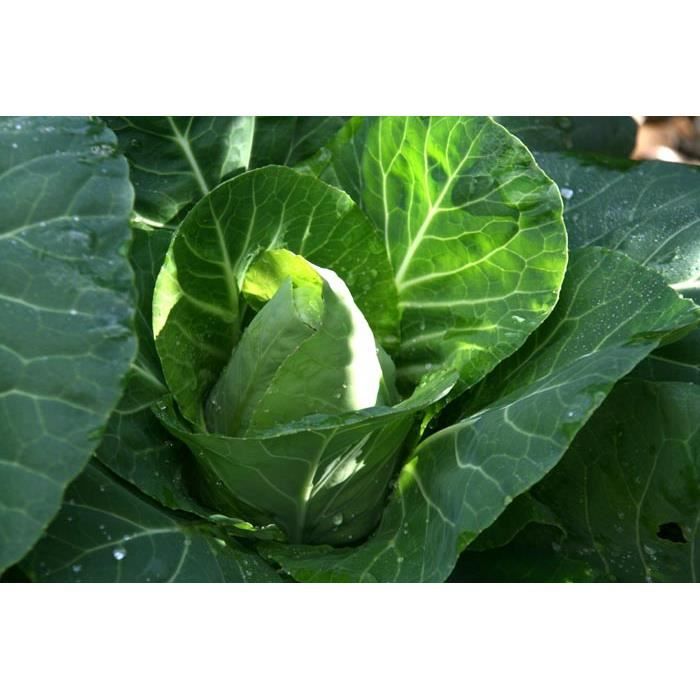 35 graines de chou cabus coeur de boeuf - Achat / Vente ...
