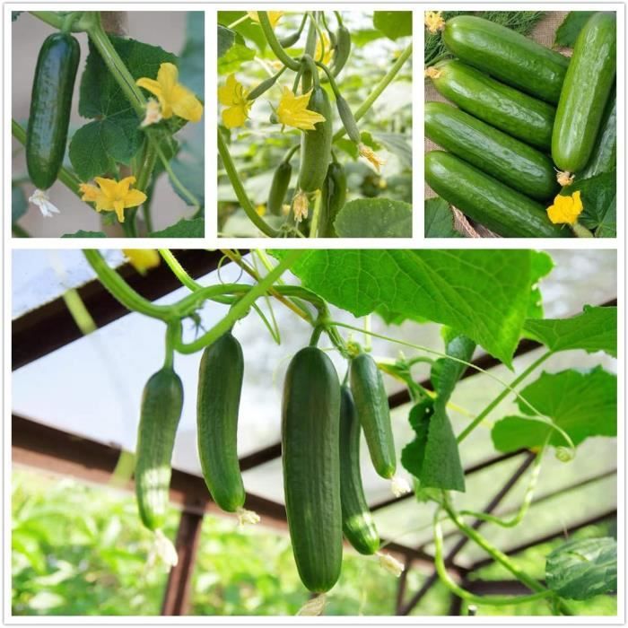 Graines de de cornichon sucré 70 + Cucumis Sativus fruits