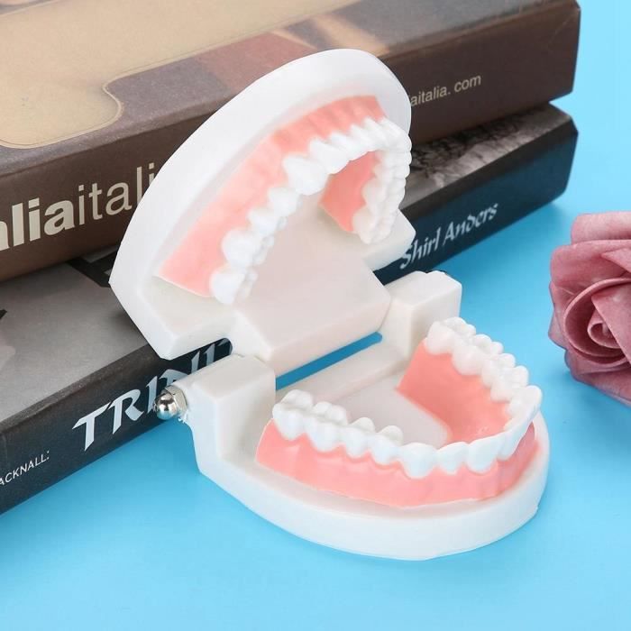 Atyhao modèle de gencives Modèle de prothèse dentaire 28 pièces modèle de dents adultes standard outil d'enseignement médical