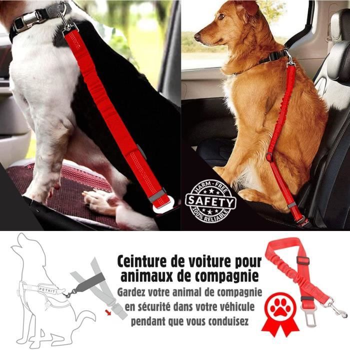 Ceinture Laisse de sécurité pour voiture pour chien - NOS 4 PATTES – Nos 4  pattes