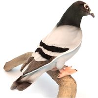Peluche Pigeon Voyageur - HANSA - 20 cm - Multicolore - Intérieur - Enfant