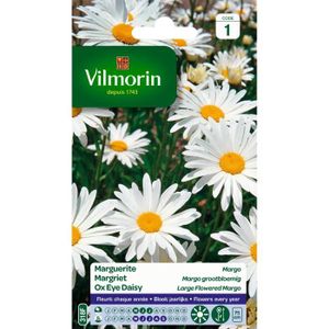 GRAINE - SEMENCE VILMORIN Chrysanthème grande marguerite Margo des 