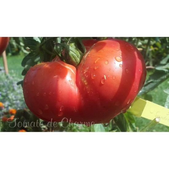 Graines De Tomate Crimson Géant | Variété Rare Heirloom | Tomates Énormes | Pour Jardin - 6