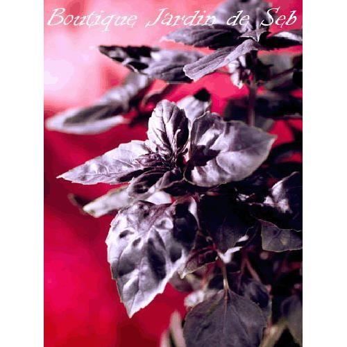 100 Graines de Basilic Pourpre