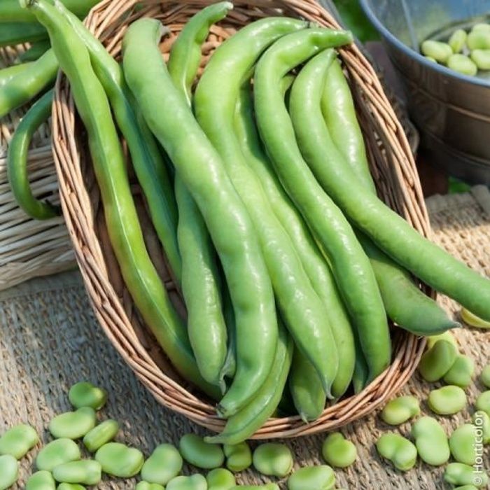 Graines de Feves d'Aquadulce - sac de 1 kg