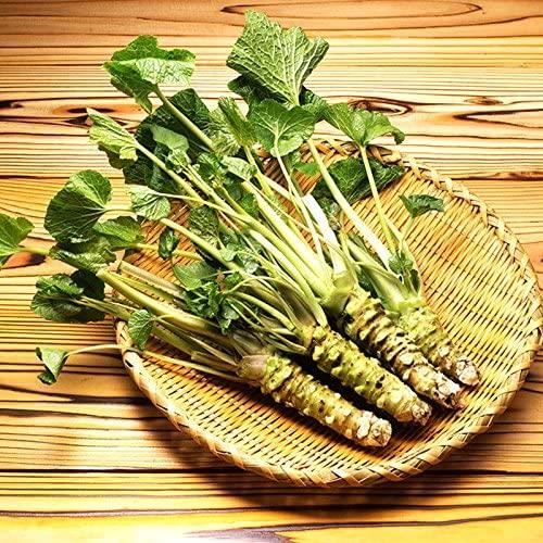 200pcs - lot Graines Wasabi, japonais Raifort semences de légumes