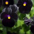 SEMENCE Graines de 100 pcssac, graines de fleurs de Pansy noires biennales fraîches vibrantes et pratiques style-Black 1-0