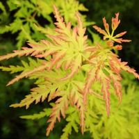 Acer palmatum "Seiryu"  Érable japonais Petite plante de jardin à feuilles caduques Arbuste en pot