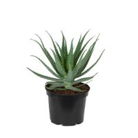 Plante d'intérieur de Botanicly – Aloe Candélabre – Hauteur: 40 cm – Aloë Arborescens plante naturelle