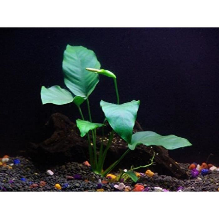 Anubias barteri - Débutant Tropical Aquarium en direct usine 1GUSGY