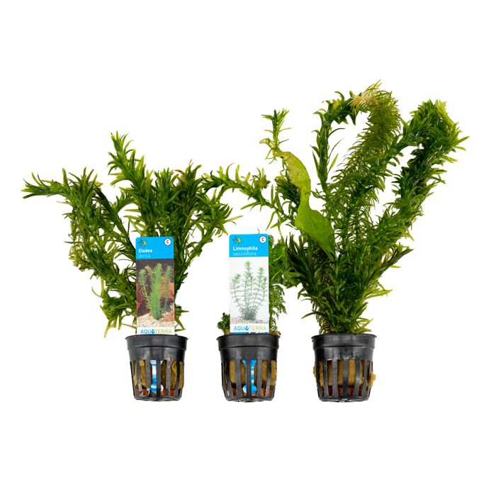 Set de 3 - Plantes daquarium véritables - Accessoires daquarium - Hauteur 15-20 cm