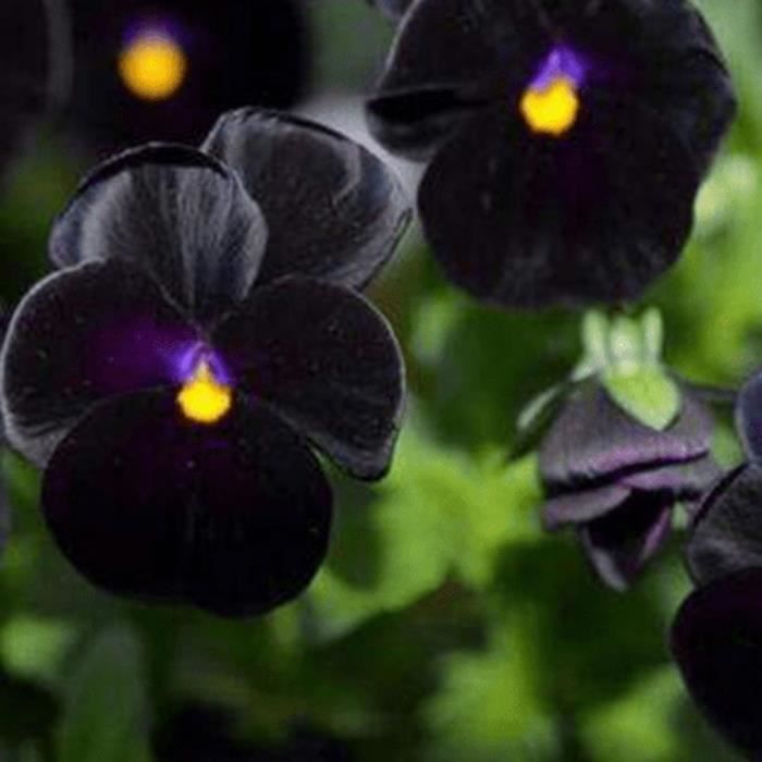 SEMENCE Graines de 100 pcssac, graines de fleurs de Pansy noires biennales fraîches vibrantes et pratiques style-Black 1