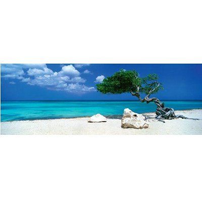 Divi Divi Tree (Libidibia Coriaria) on the Shore Bent Towards the Ocean