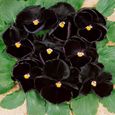SEMENCE Graines de 100 pcssac, graines de fleurs de Pansy noires biennales fraîches vibrantes et pratiques style-Black 1-1