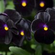 SEMENCE Graines de 100 pcssac, graines de fleurs de Pansy noires biennales fraîches vibrantes et pratiques style-Black 1-2