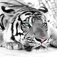 Papier peint tigre noir et blanc animaux peintures murales chambre salon canapé Tv fond Papier Peint 3D-200cm×140cm-2