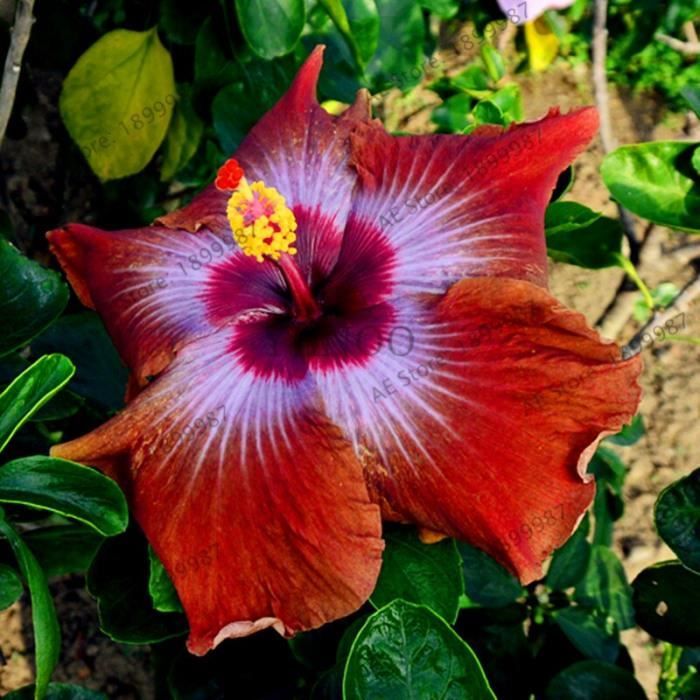 Kalash New 100PCS Hibiscus Graines de fleurs pour jardinage mélange bleu