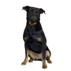 Muselière pour chien en nylon museau plat Duvoplus