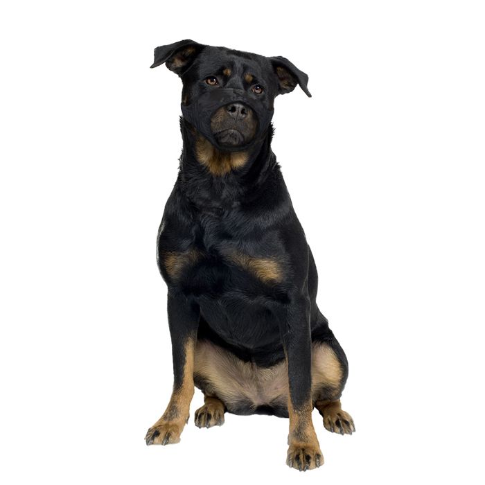 Comparer les prix de Muselière pour chien en nylon museau plat Duvoplus