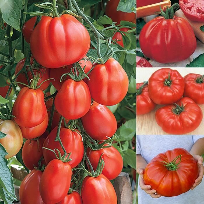 100 PCS Tomate Légumes Graines - Cdiscount Jardin