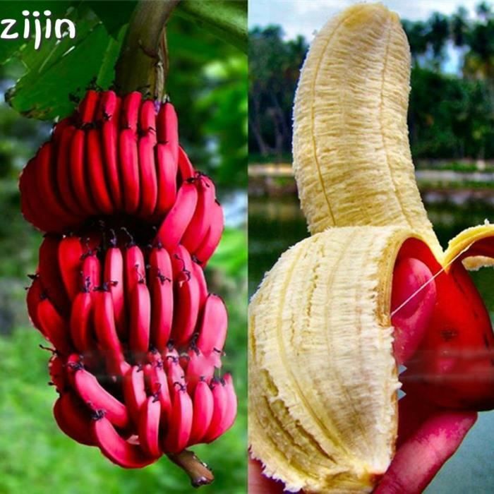 2019 50 Pcs Banane Rouge Bonsaï Rare Hainan Bananier Délicieux Fruit En Pot Plante Pour La Maison Et Le Jardin #96