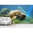 3d Tortue Corallienne Aj433 Fond D Ecran Mur Peintures Murales Amovible Murale Auto Adhesif X58 8x146cm Wxh Cdiscount Bricolage