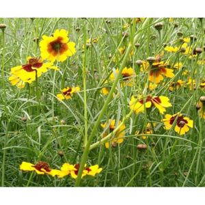 Royalfleur PFRK20329 Graines de Coreopsis Roulette Surprenant