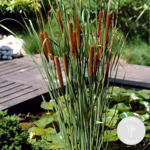 PLANTE POUSSÉE Typha latifolia - Scirpe - Plante de bassin - Rustique - D9 cm - H15-25 cm