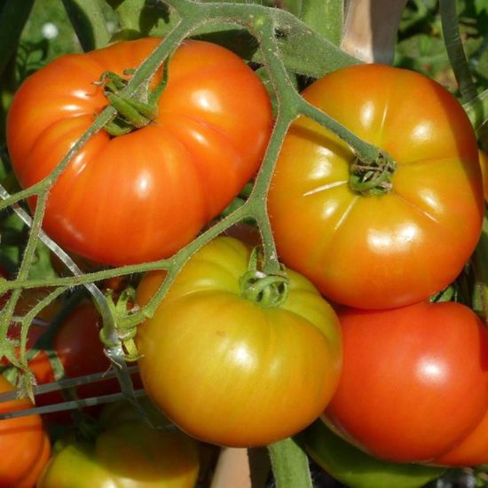 Costume Danza Del Ventre Donna 8 Pezzi - Accessori Completi Con Top, Pantaloni E Gioielli