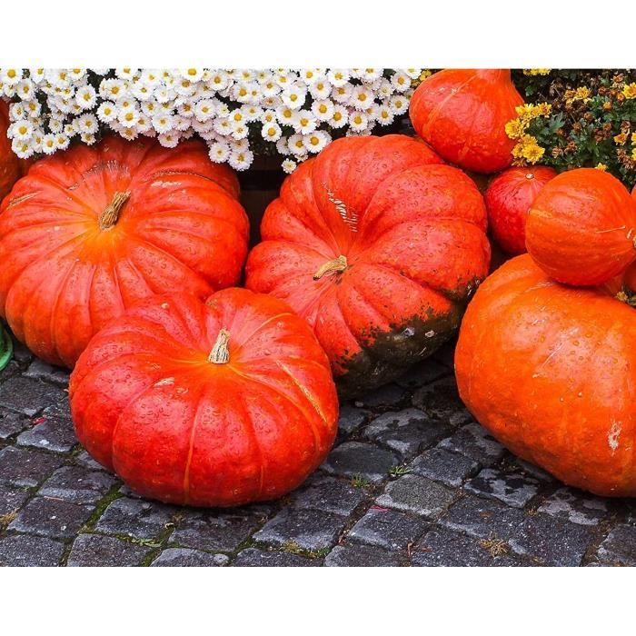 Graine De Potiron Rouge Très Hatif D'etampes | Vente En Ligne