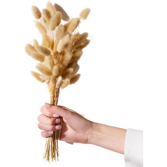 Fleurs Sechees 100 Laguirus Blanc - Queue De Lapin – Osez Planter Ca Pousse