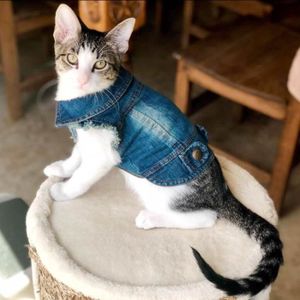 Vetement Pour Chat Achat Vente Pas Cher Vetement Pour Chat Achat Vente Pas Cher