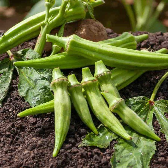 Meilleurs prix pour Sachet graines Gombo Clemson Spineless