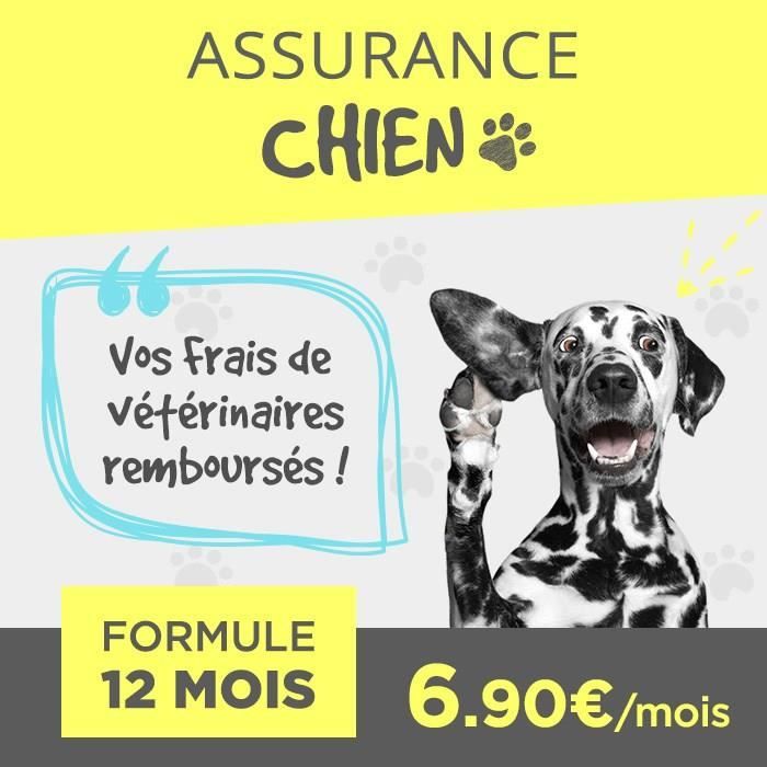 Assurance Chien 1 an