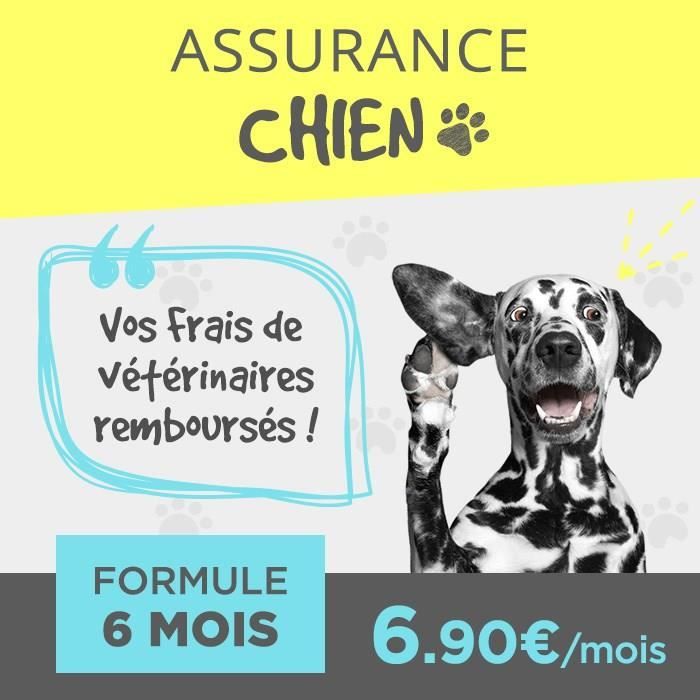 Assurance Chien 6 MOIS