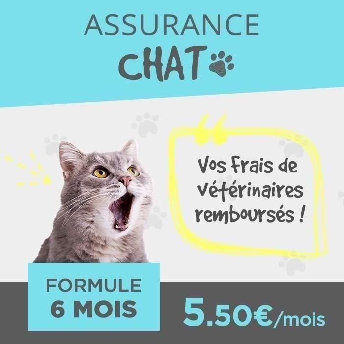 Assurance Accident Chat 6 MOIS