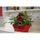 Jardiniere rouge