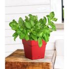 EDA PLASTIQUE EDA Pot de fleur carré Toscane - 17,4 x 17,4 x H 17,4 cm - 3,4 L - Rouge rubis